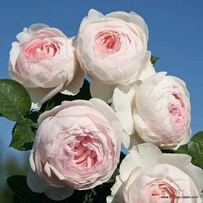 Kordes® Роза Herzogin Christiana® (Earth Angel) - Parfuma® - Kordes®