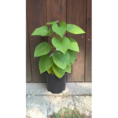 Katalpa bignóniovitá (Catalpa bignonioides) veľkosť 30+cm