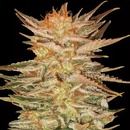 Paradise Seeds Ice Cream semena neobsahují THC 3 ks