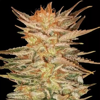 Paradise Seeds Ice Cream semena neobsahují THC 3 ks