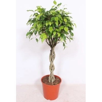 Ficus Benjamina Exotica braided stem 30x120 cm