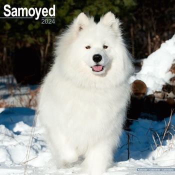 Samoyed Samojeden 16-Monats 2024