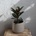 Ficus Elastica Small Form