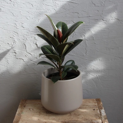 Ficus Elastica Small Form