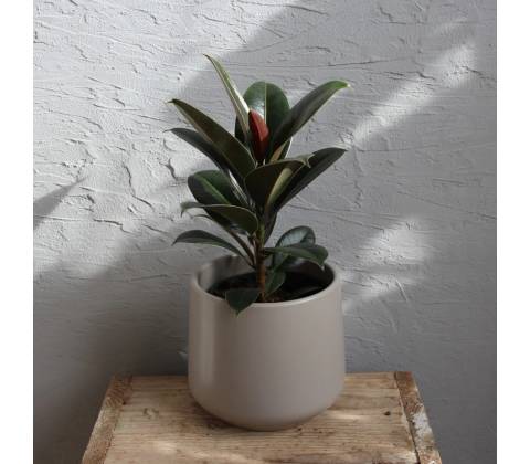 Ficus Elastica Small Form