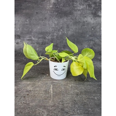Philodendron Scandens Micans Lime 8 cm (Nenáročná převislá pokojovka)