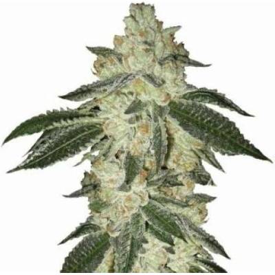 Nirvana BlackJack AUTO semena neobsahují THC 5 ks