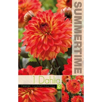 Seklos Далия (Гергина) Candlelight Amber Glow - 1 бр луковицa