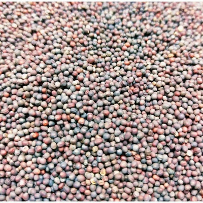 Microgreens Mizuna červená na mikrozeleninu 50 g