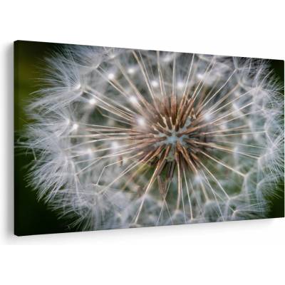 Obraz pampelišky, jednodílný 120x80 cm