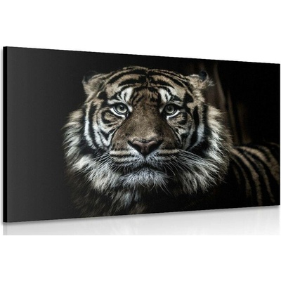 Obraz tygr - 120x80