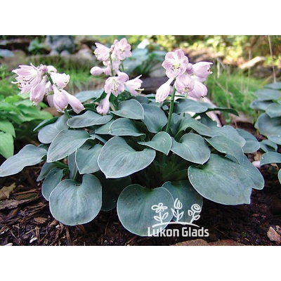 Hosta BLUE MOUSE EARS - bohyška, funkie