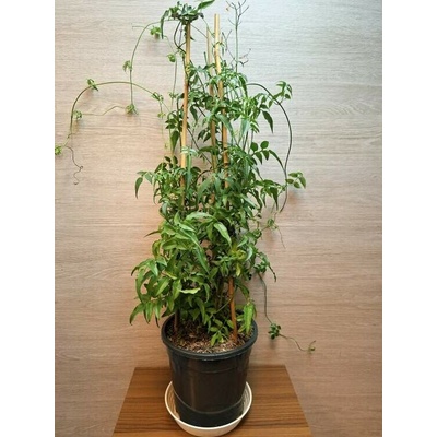 Jasminum Polyanthum "XL"