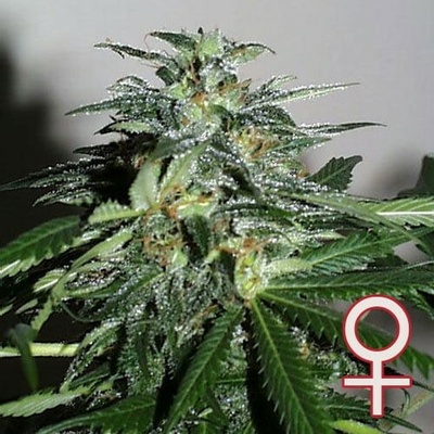 KC Brains Seeds Cyber Cristal semena neobsahují THC 5 ks
