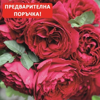 Tantau® Роза Gospel®