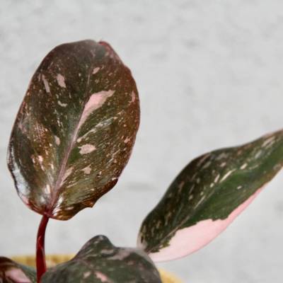 Philodendron Pink Princess marble