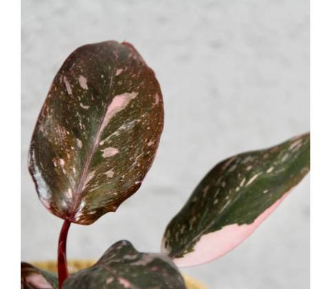 Philodendron Pink Princess marble
