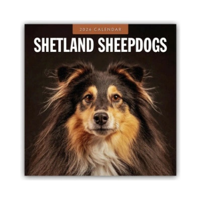Shetland Sheepdogs Sheltie 16-Monats 2026