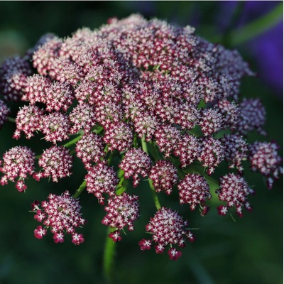 Okrasná mrkev Dara - Daucus carota - osivo mrkve - 20 ks