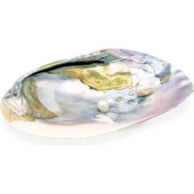 Milujeme Kameny vykuřovací mušle Abalone 2