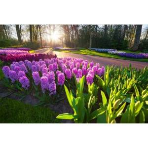 DIMEX ART Флизелинов фототапет зюмбюли 375 x 250 см