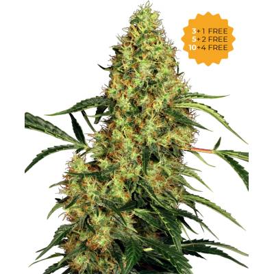 Sensi Seeds Mexican Sativa semienka neobsahujú THC 3 ks