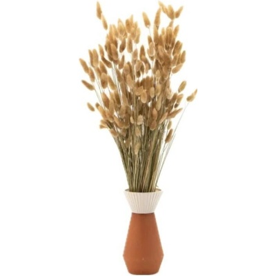 Sušené kvety Lagurus – natural