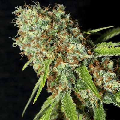 EVA Seeds Jamaican Dream CBD semienka neobsahujú THC 9 ks