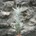 Tillandsia stellifera