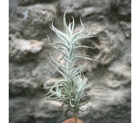 Tillandsia stellifera