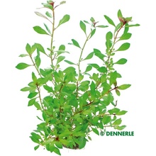 Ludwigia repens Rubin