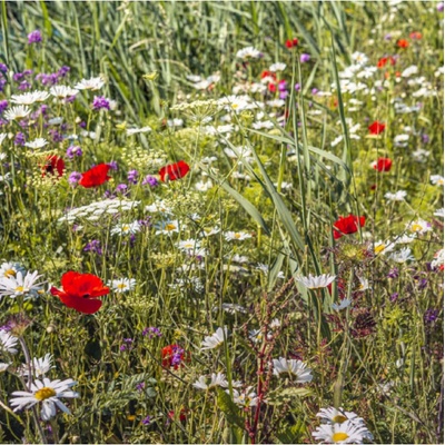 Luční květy na obohacení porostu osivo Planta Naturalis směs lučních květin 40 g