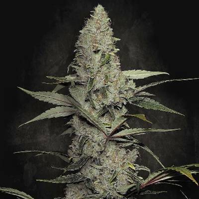 Paradise Seeds Wappa semena neobsahují THC 10 ks