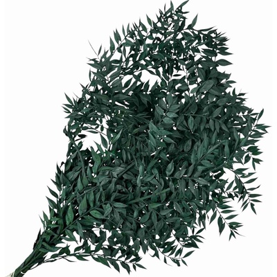 Stabilizované listy Ruscus 100g - tmavozelené