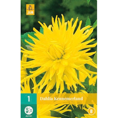 JUB HOLLAND Hlízy Jiřiny Dahlia decorative KENNEMERLAND