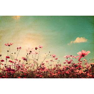 DIMEX ART Флизелинов фототапет винтидж поле 375 x 250 см