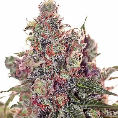 Positronics Grapefruit semena neobsahují THC 5 ks