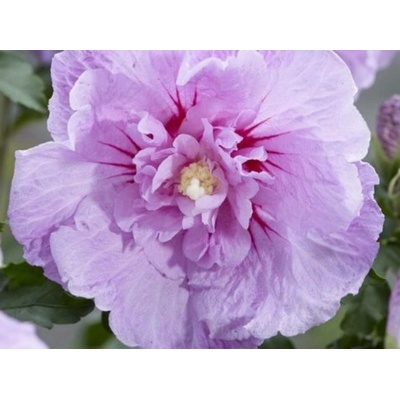 Ibišek syrský Lavender Chiffon (kontejner C2)