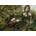 Grafika Art Puzzle - Puzzle Ortega: Looking at You - 2 000 piese
