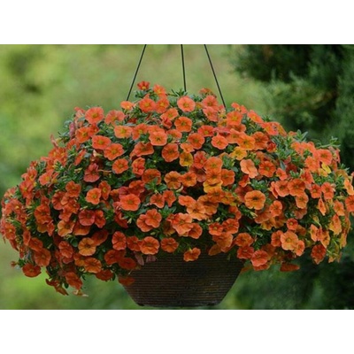 Minipetúnia Million Bells Unique Orange