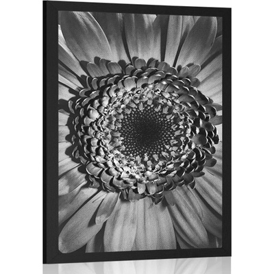 Plakát černobílá gerbera - 20x30 black