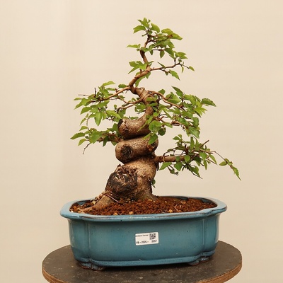 e-bonsai Venkovní bonsai -Carpinus Coreana - Habr korejský
