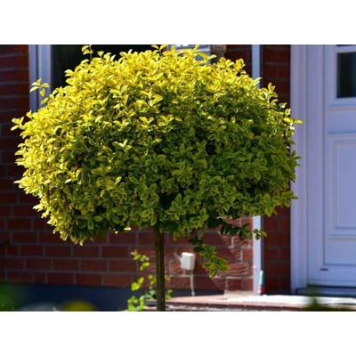 Bršlen japonský Aurea na 30-40 cm kmienku, výška 60-80 cm, kvetináč 7 l
