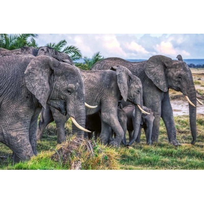 DIMEX ART Флизелинов фототапет стадо слонове 375 x 250 см