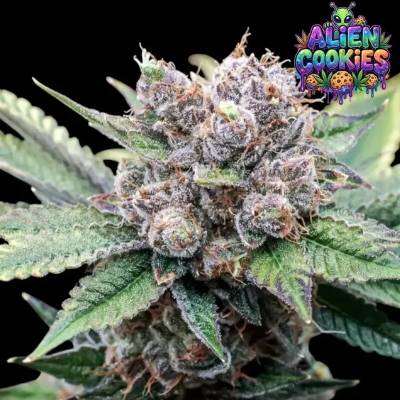 Ganja Farmer Alien Cookies semienka neobsahujú THC 5 ks