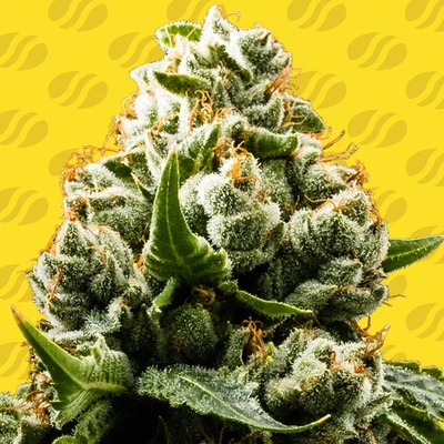 Original Sensible Seeds Do-Si-Dos Auto semienka neobsahujú THC 10 ks