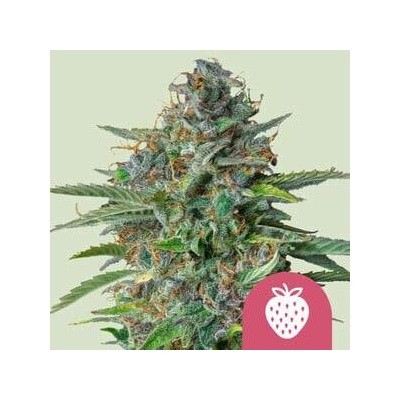 Royal Queen Seeds Strawberry Cough semena neobsahují THC 10 ks
