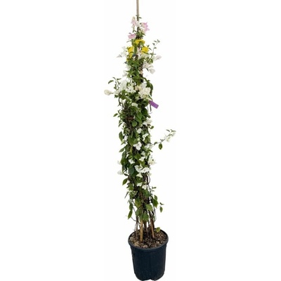 Bougainvillea Jamaica White, výška 130-140 cm, kvetináč 10 l