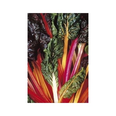 Семена от Манголд "Beta vulgaris" - 5 цвята - 100 броя (280900)