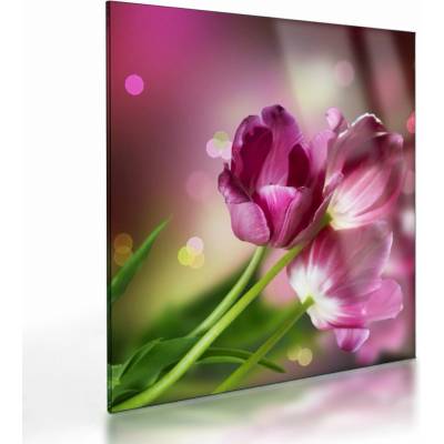 Skleněný obraz růžových tulipánů, jednodílný 30x30 cm na skle